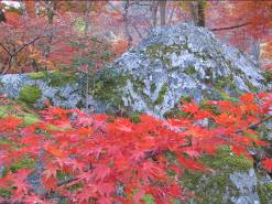 宝厳院の庭園と紅葉写真