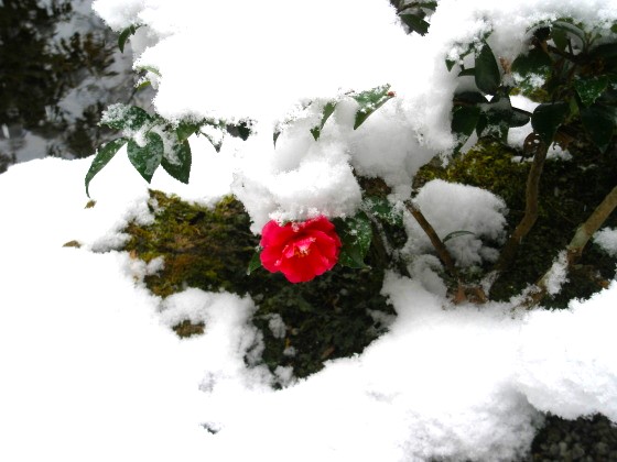 宝泉院　サザンカの花　雪景色