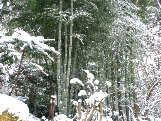 竹林　雪景色
