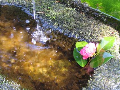 法然院の手水のツバキの花写真