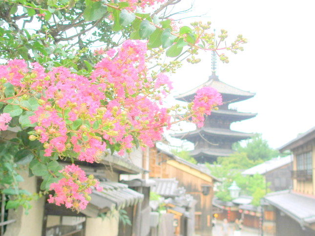 京都サルスベリ花画像