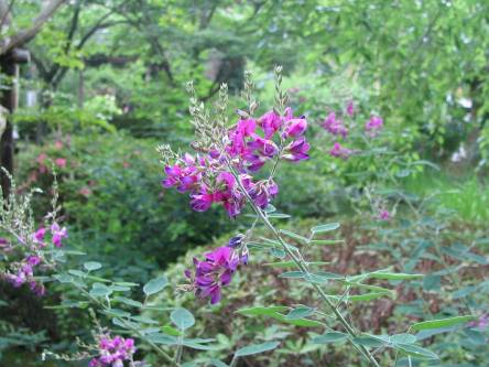 平安神宮神苑に咲くハギの花写真