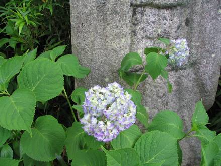 嵯峨野石仏の前で咲くアジサイ写真