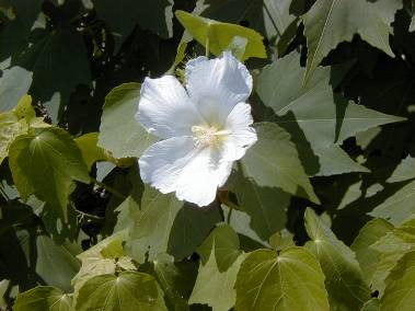京都府植物園のムクゲの花写真