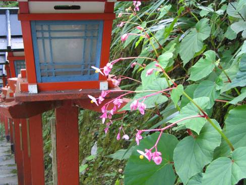 京都　シュウカイドウの花　写真