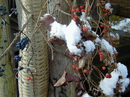 ヤマブドウや木の実と雪写真