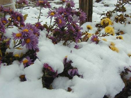 雪の中に咲くキクの花写真