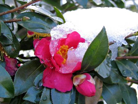雪の中で咲く寒椿写真