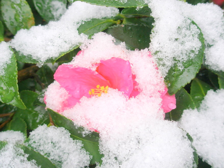 雪中サザンカ花