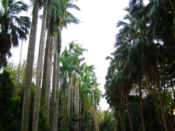 台北植物園ヤシ並木