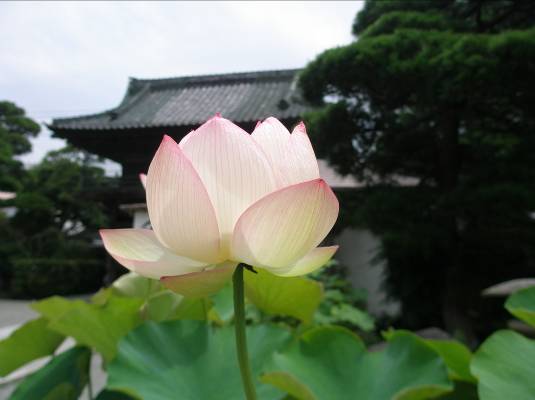 鎌倉本覚寺　ハスの花　画像