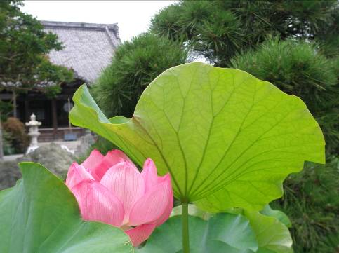鎌倉本覚寺　ハスの花　画像