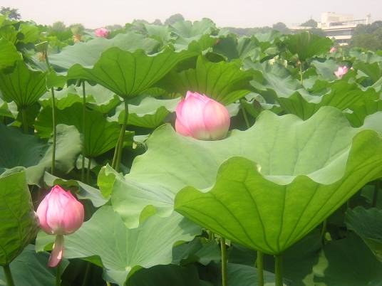 上野不忍池池之端　蓮の花　画像