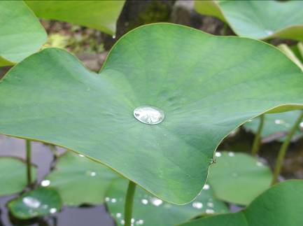 雨上がりのハスの葉　水玉　ロータス効果　画像