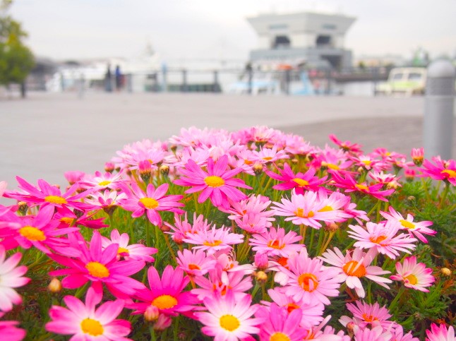 マーガレット花画像