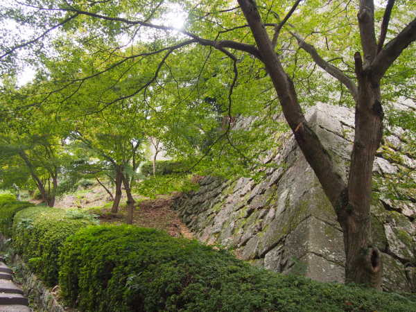 丸亀城石垣と青カエデ写真