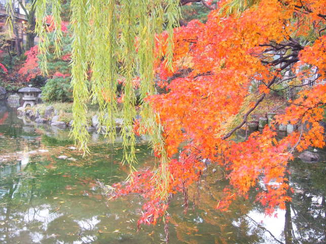 円山公園紅葉画像