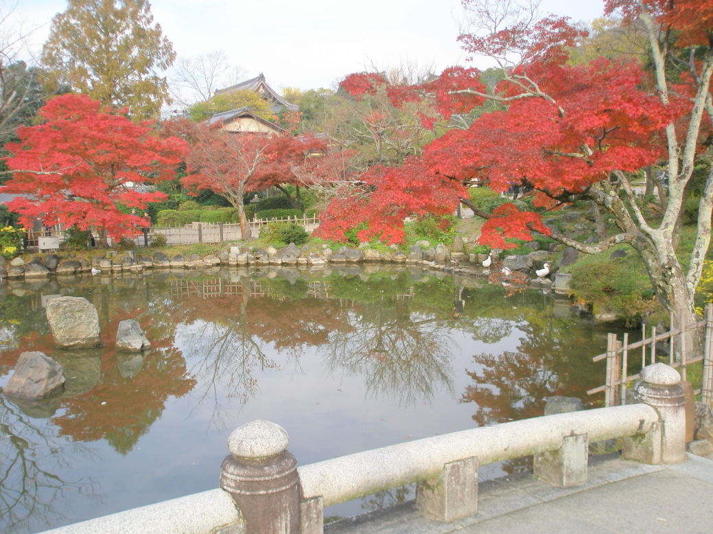 円山公園紅葉写真