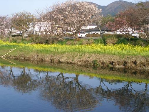 桜と菜の花が咲く伊豆松崎那賀川沿いの散歩写真