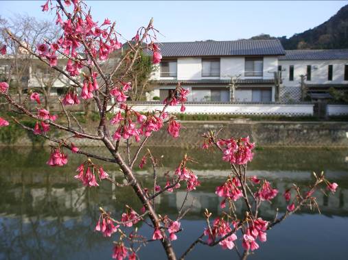 伊豆松崎那賀川沿いに咲く緋桜となまこ塀の町並み写真