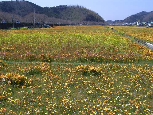 伊豆松崎黄金色の絨毯のような大規模花畑写真・3月