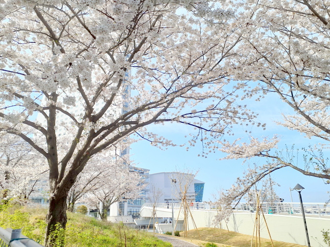 女神橋とソメイヨシノ花画像
