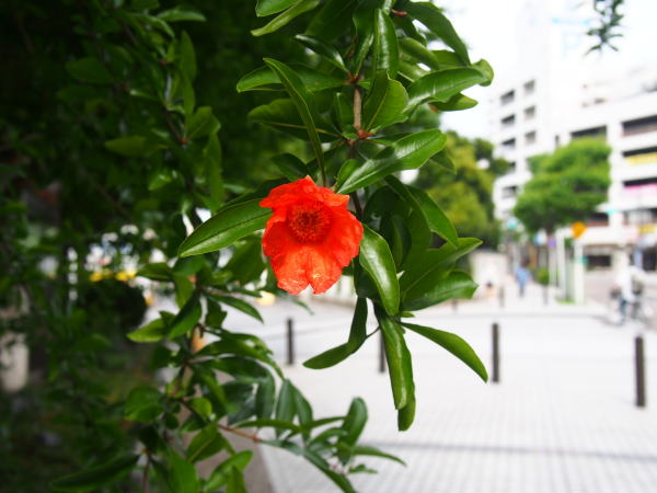 三笠公園近くに咲くザクロの花画像