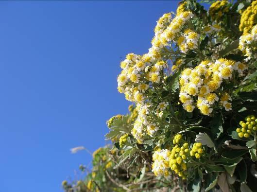 観音崎の青い空とイソギクの花写真