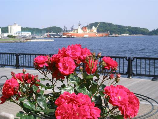 ヴェルニー公園から見た横須賀港のしらせと赤いバラ写真