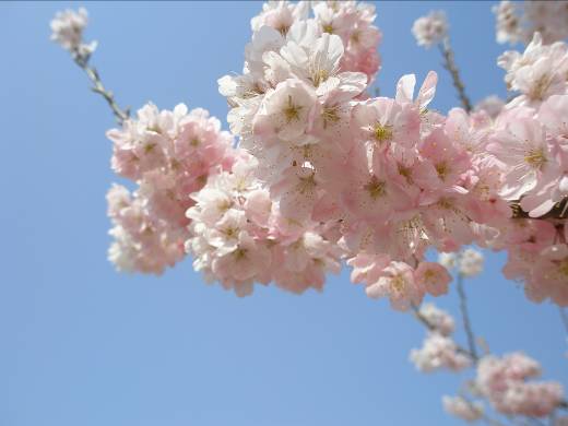 平成町うみかぜ公園に咲くモモの花と青空写真