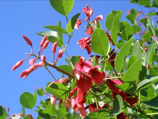 観音崎に咲くアメリカデイゴの花写真