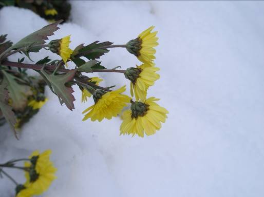 雪の中で元気なキクの花写真