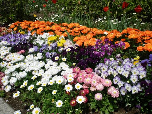 横須賀市役所前の花壇の花もきれいです