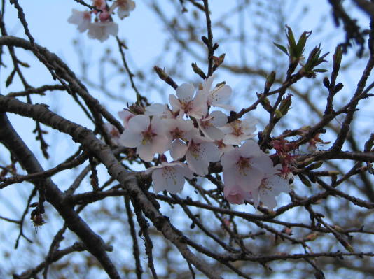 長浜城桜の花写真
