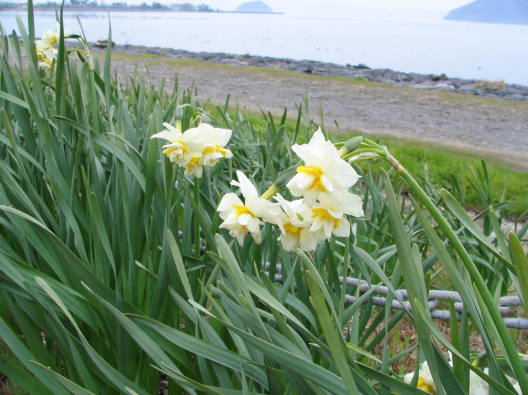 琵琶湖湖北スイセンの花写真
