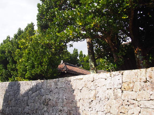 石垣とフクギの木画像