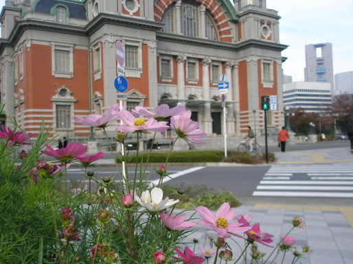 大阪市中央公会堂　コスモスの花写真