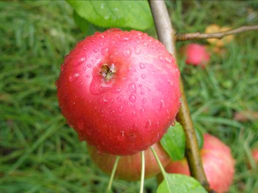 信州リンゴ写真・きれいな赤色です