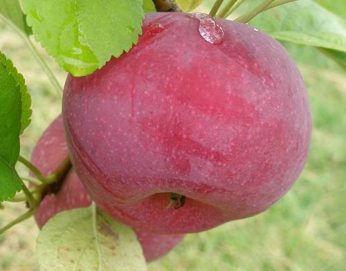 信州リンゴの色写真