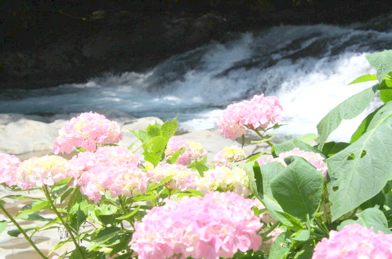 河津七滝　アジサイの花　写真