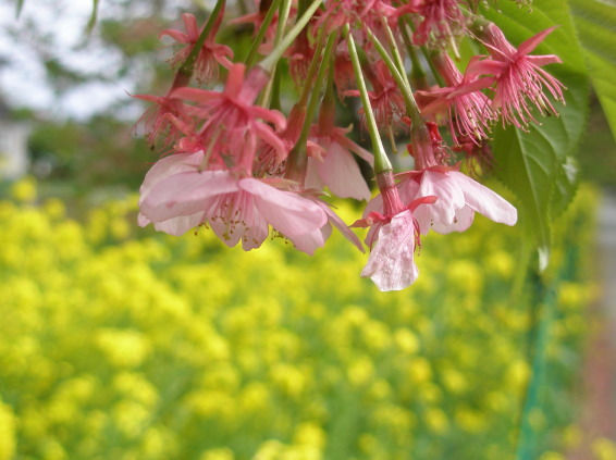 カワヅザクラの花　写真