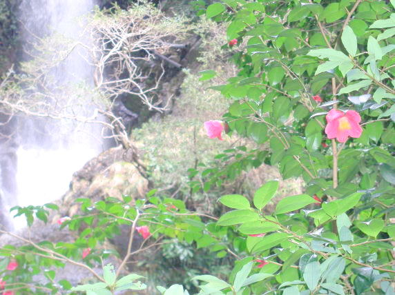 河津七滝　ツバキの花　写真