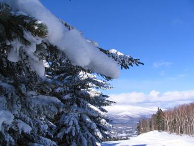 函館七飯スノーパーク頂上付近の新雪がついた木々の写真
