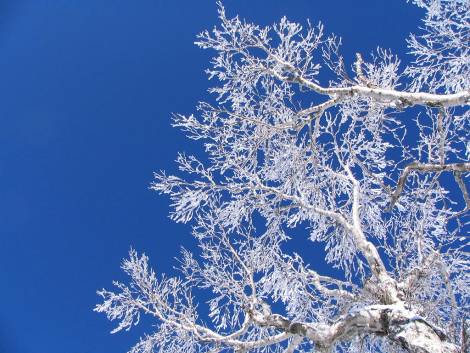 青空と木々の霧氷写真