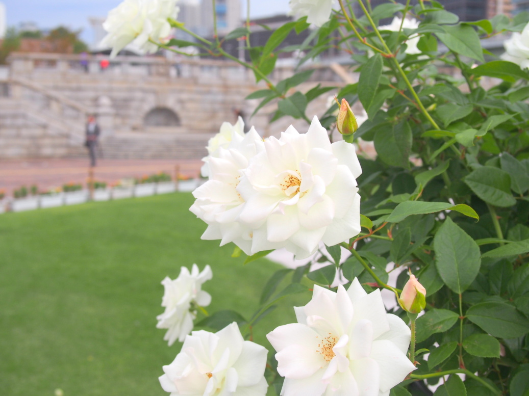 難波橋と白色バラ花写真