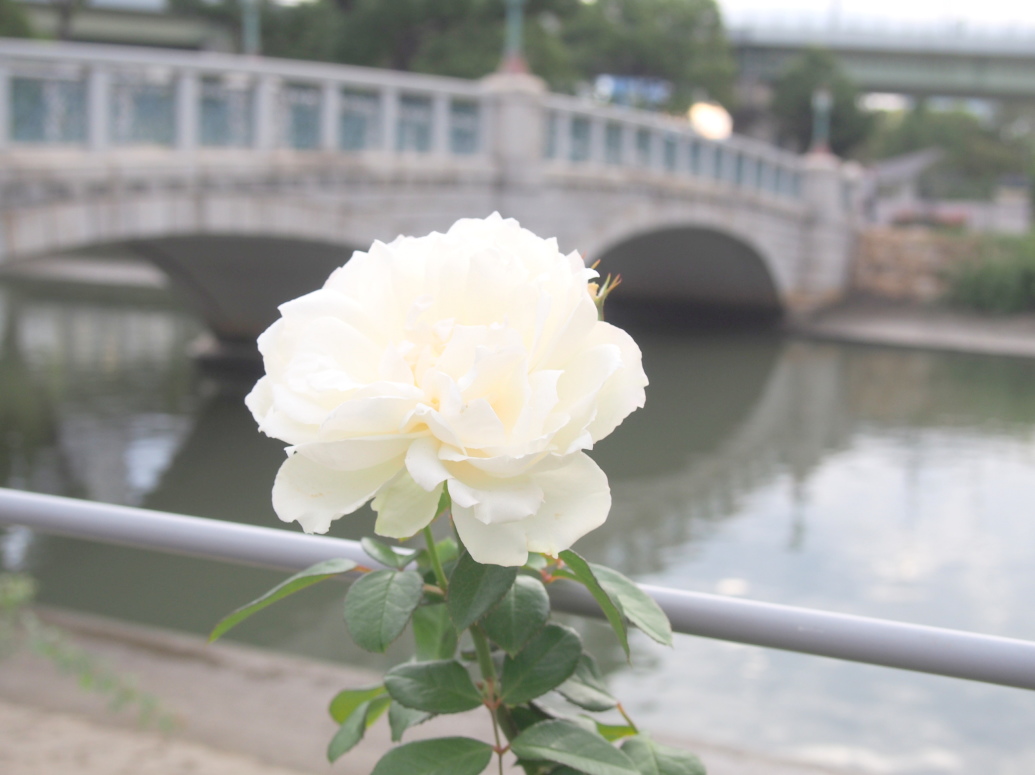 難波橋とバラ花写真