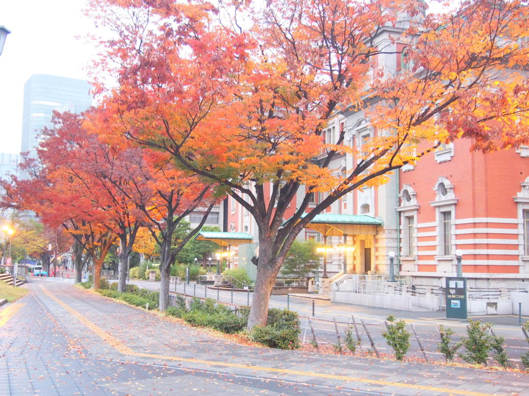 ケヤキ並木の紅葉と大阪市中央公会堂写真