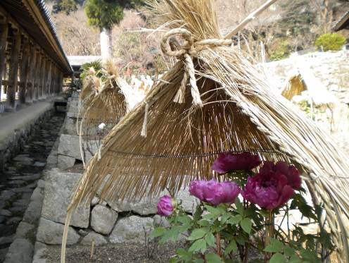長谷寺の登廊沿いに咲く牡丹の花写真