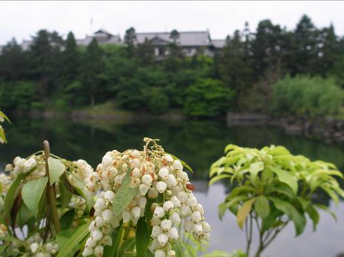 アセビの花が咲く荒池と奈良ホテル写真