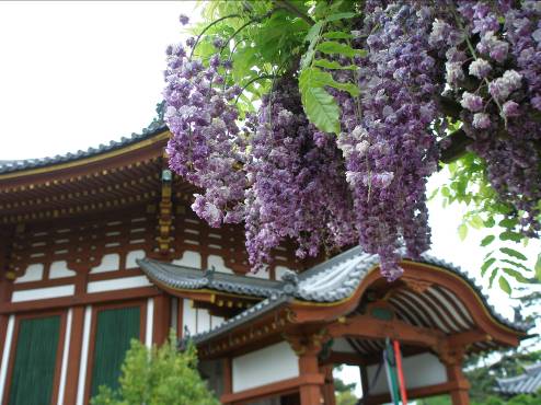 興福寺南円堂とフジの花写真